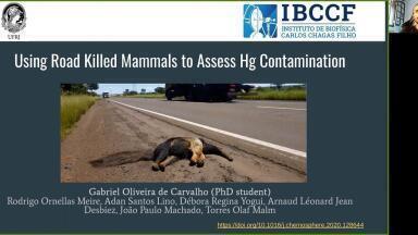 Using Road Killed Mammals to Assess Hg Contamination